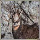 CHAMOIS